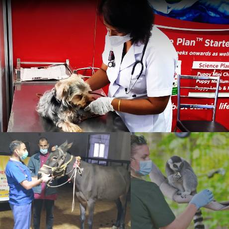 Companion, work animal and Wild life health management